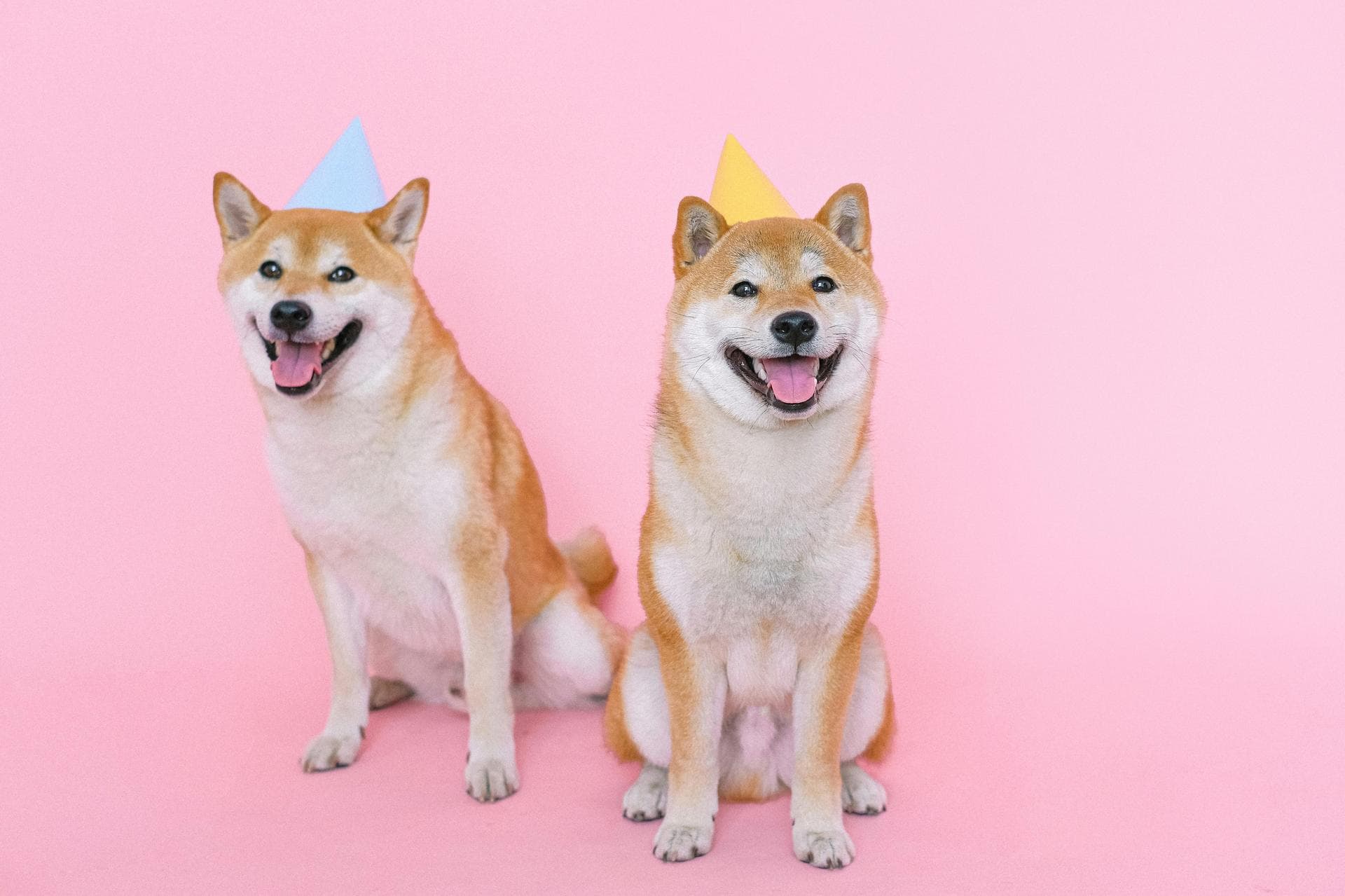 Dog & Cat Vets in Watkinsville